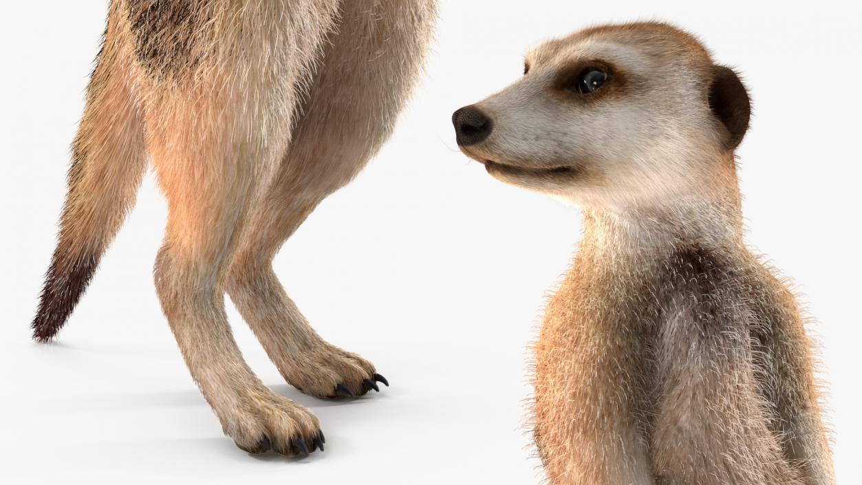 3D model Meerkat Standing Pose Fur