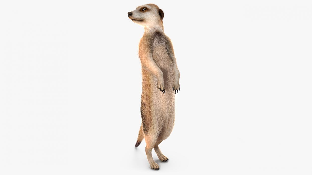 3D model Meerkat Standing Pose Fur