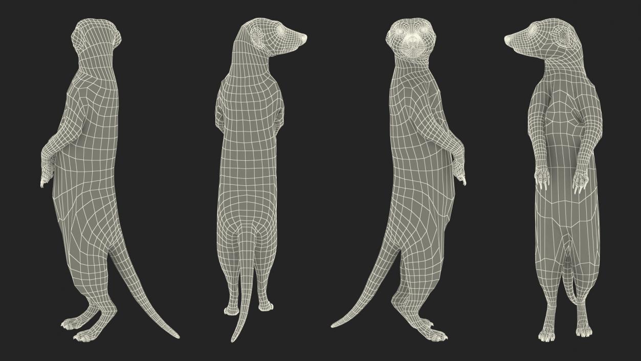 3D model Meerkat Standing Pose Fur