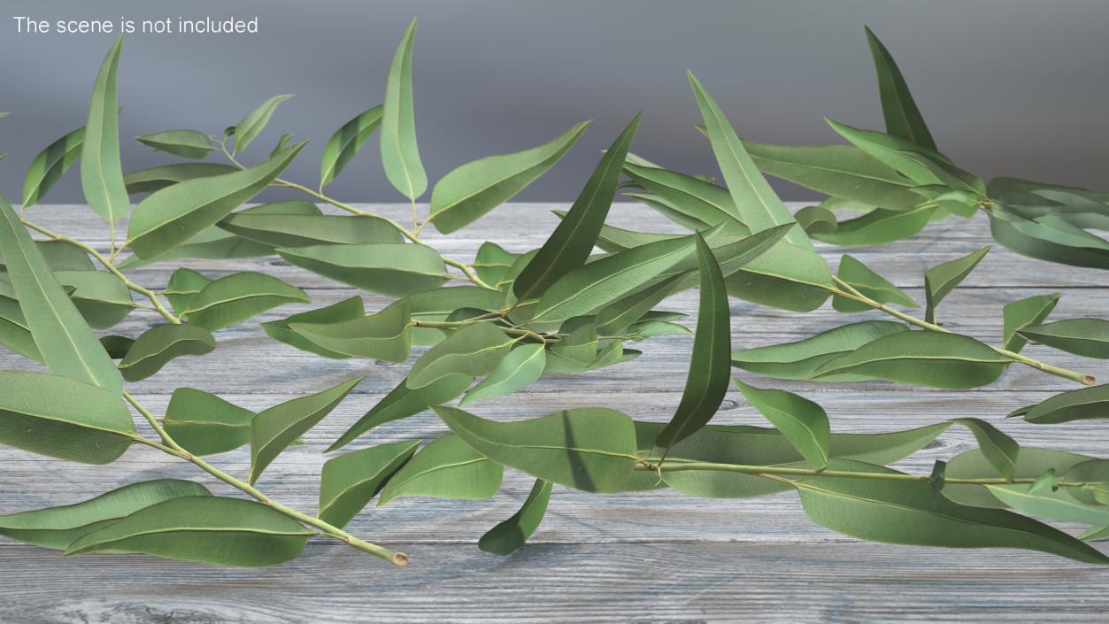 3D Fresh Eucalyptus Leaves on Stem