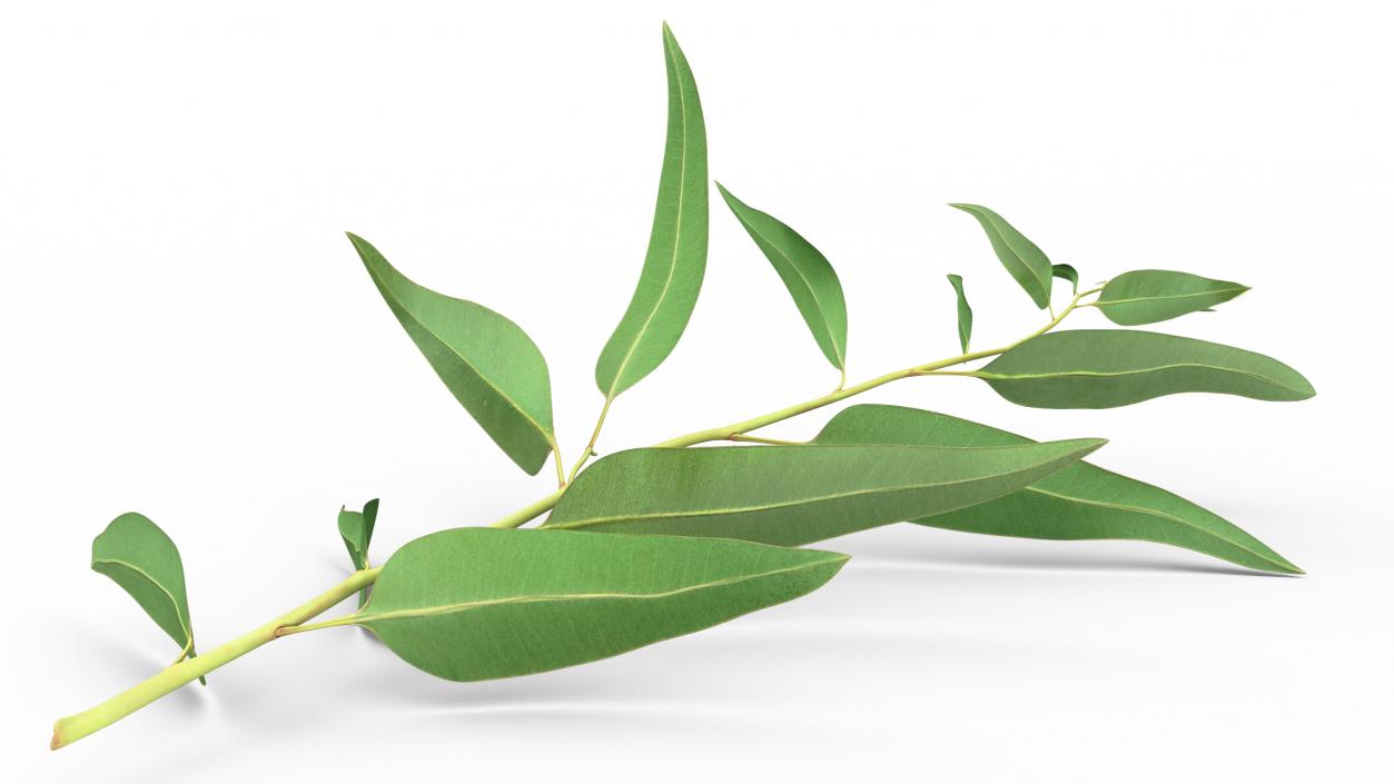 3D Fresh Eucalyptus Leaves on Stem