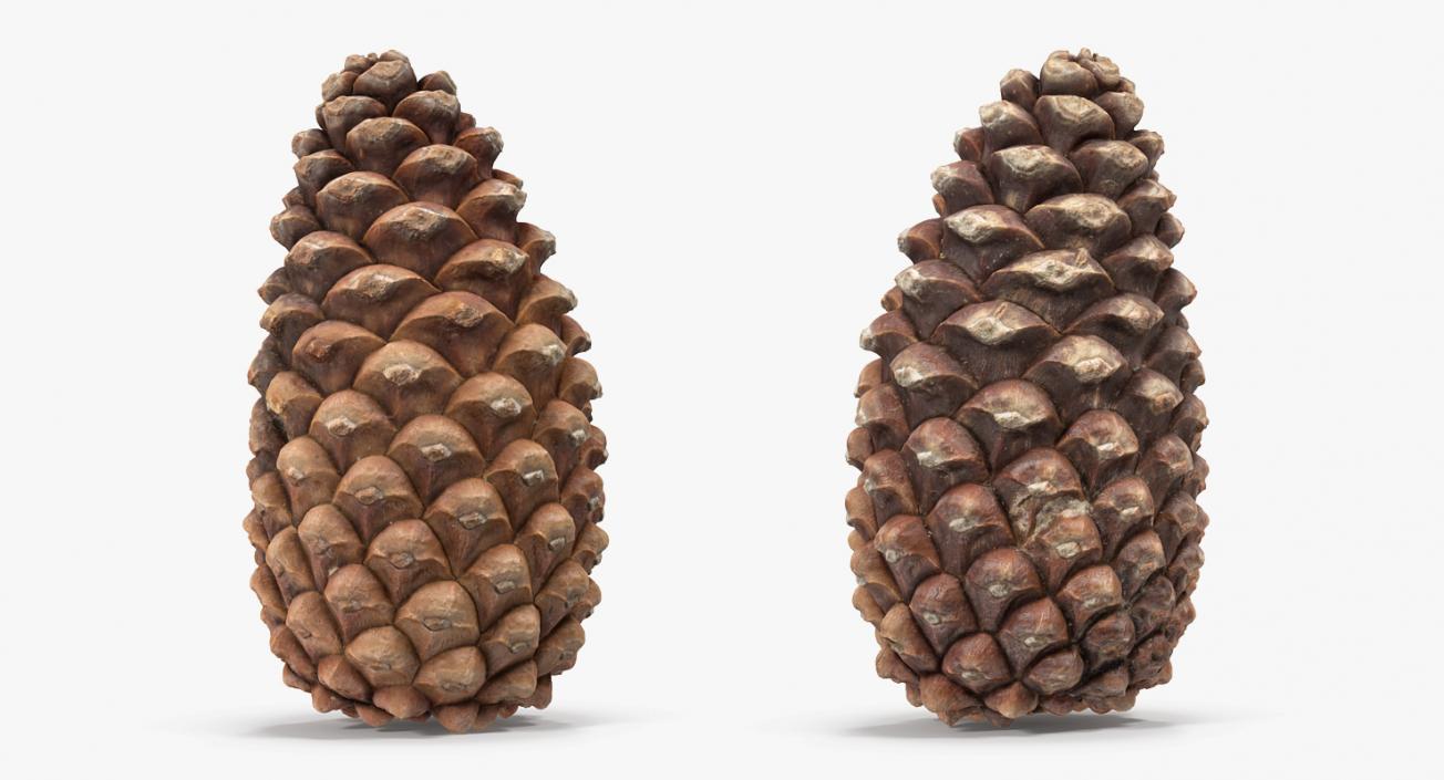 3D Closed Pine Cone