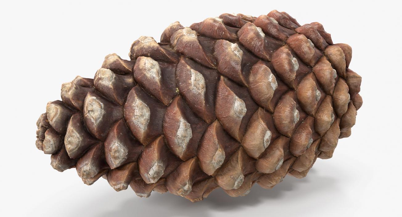 3D Closed Pine Cone