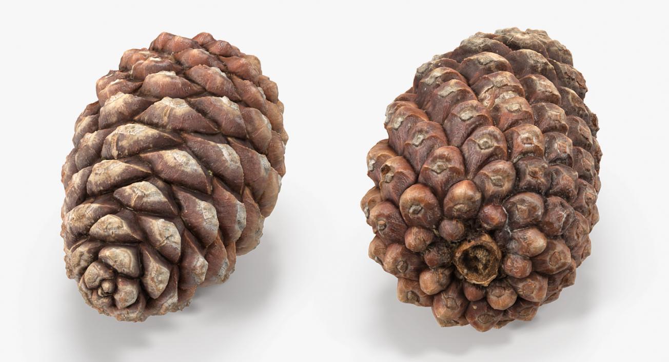 3D Closed Pine Cone