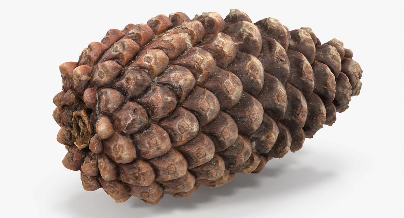 3D Closed Pine Cone