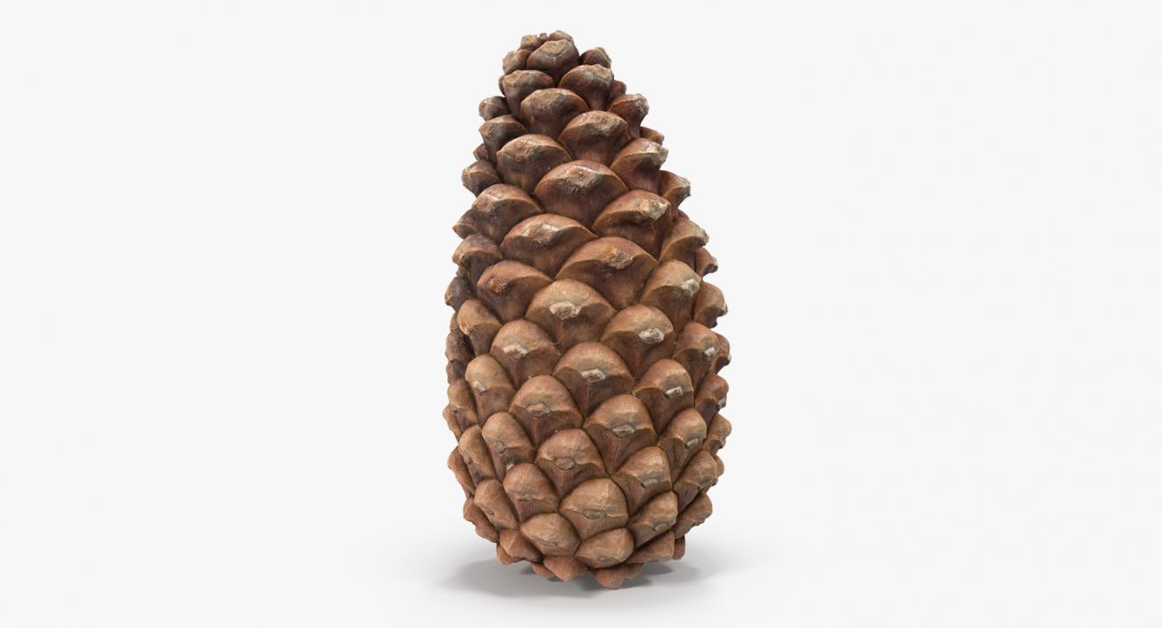 3D Closed Pine Cone