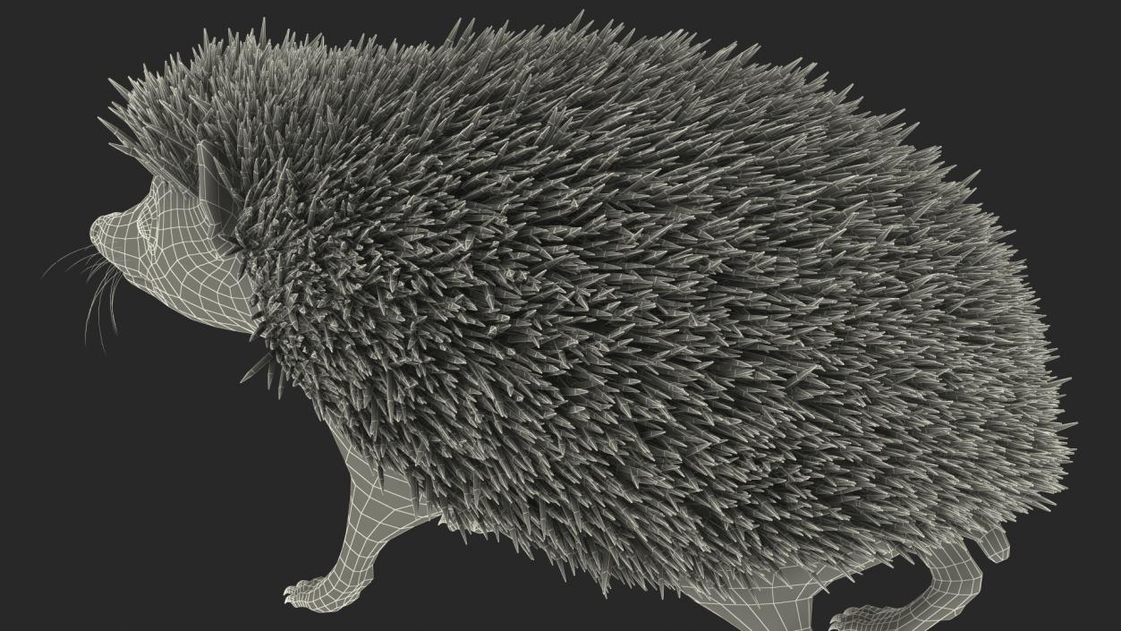 3D Hedgehog Black Fur model