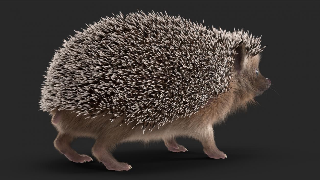 3D Hedgehog Black Fur model