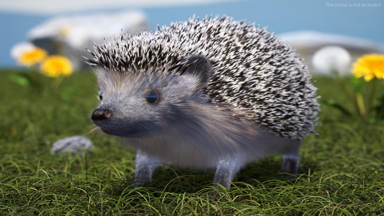 3D Hedgehog Black Fur model