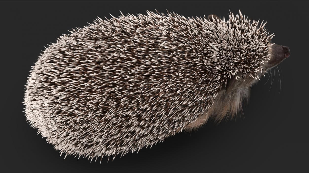 3D Hedgehog Black Fur model