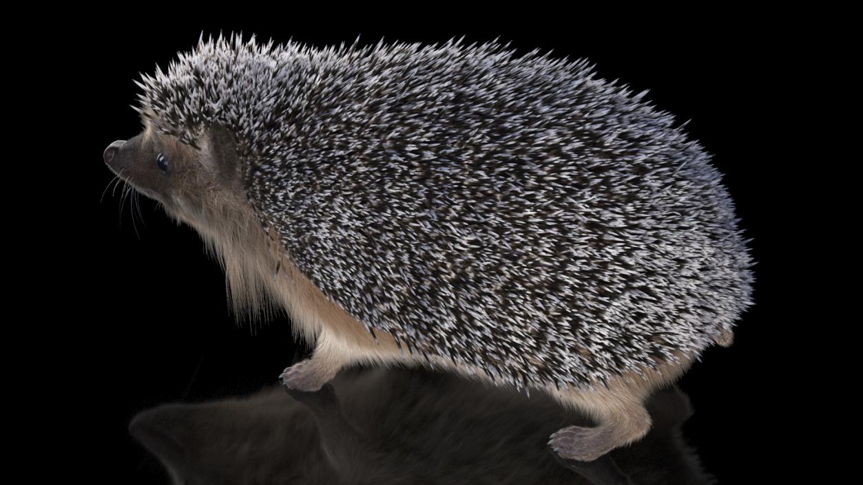 3D Hedgehog Black Fur model