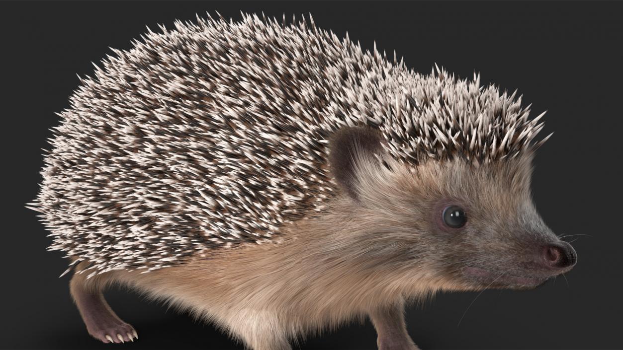 3D Hedgehog Black Fur model