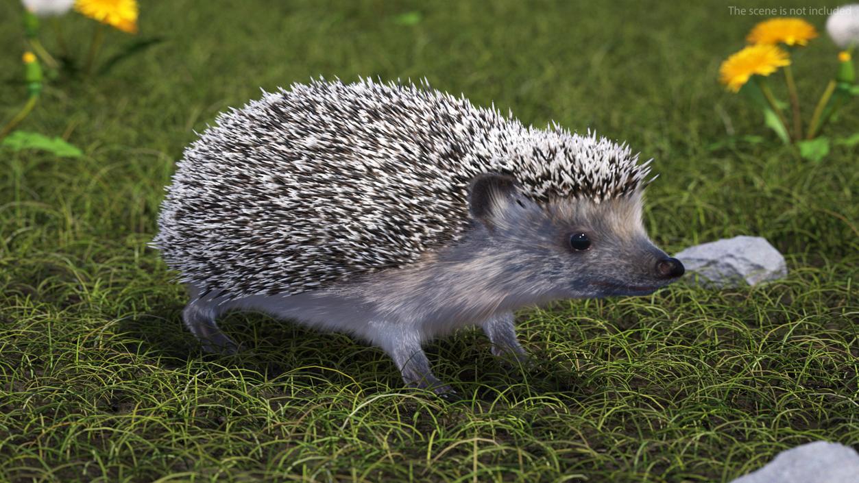 3D Hedgehog Black Fur model