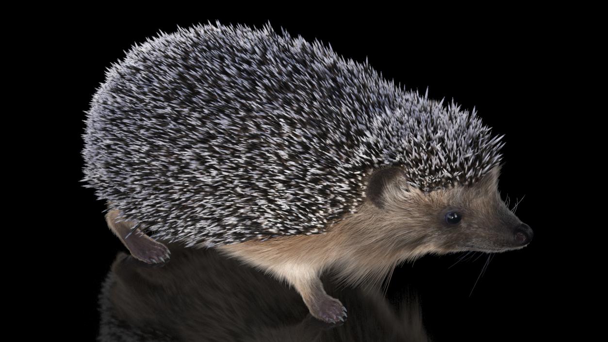 3D Hedgehog Black Fur model