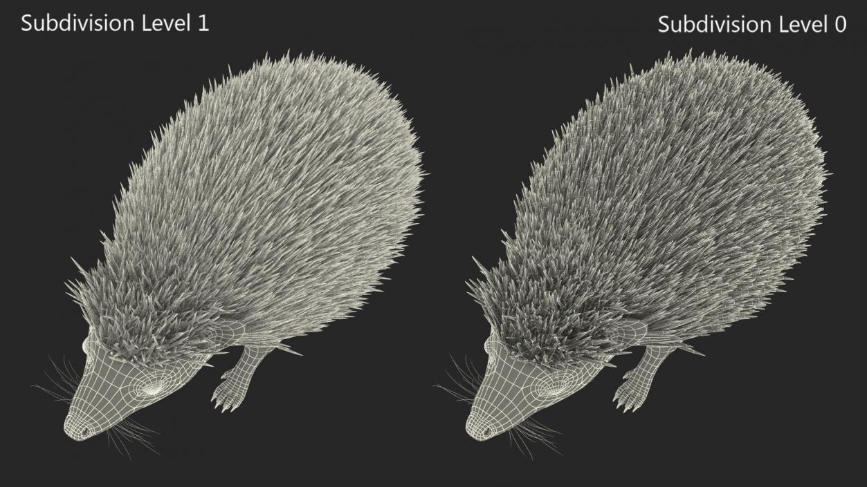 3D Hedgehog Black Fur model