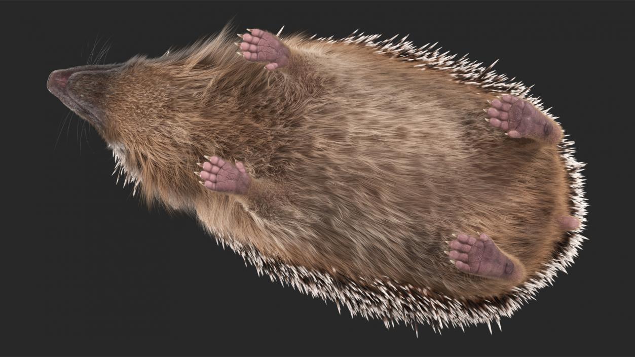 3D Hedgehog Black Fur model