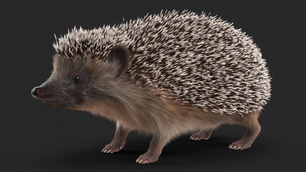 3D Hedgehog Black Fur model