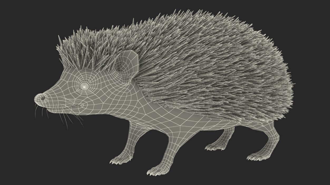 3D Hedgehog Black Fur model