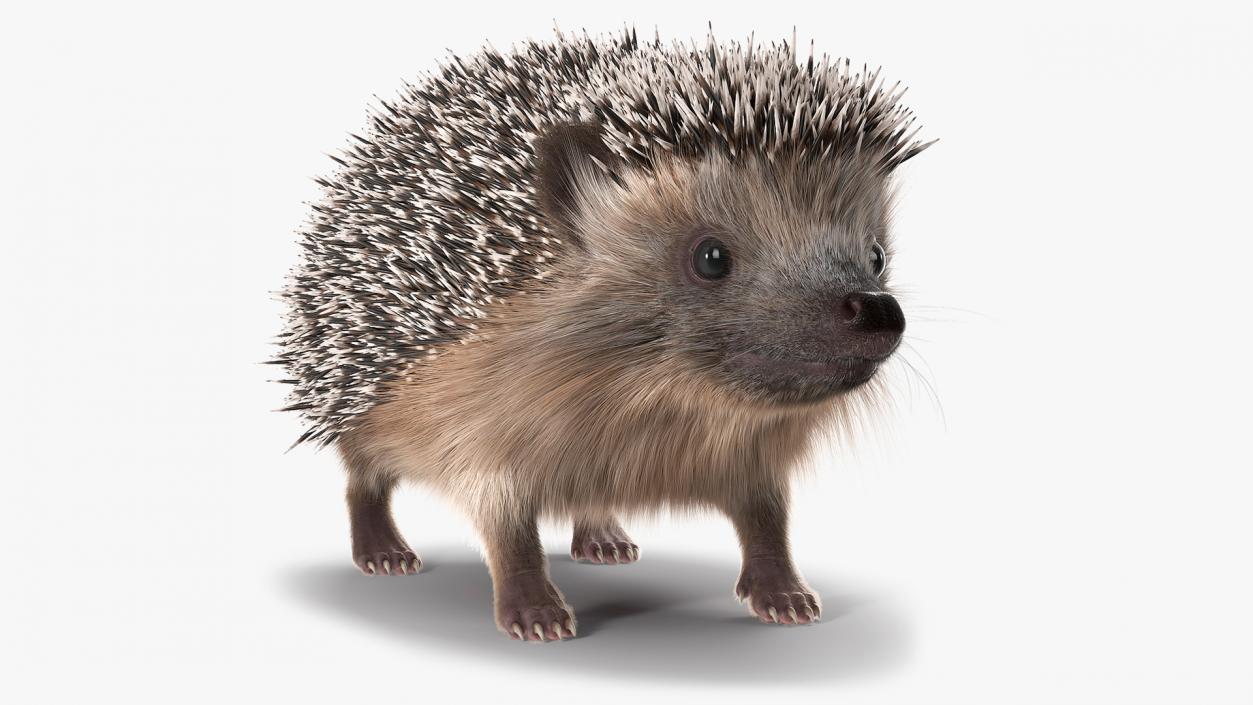 3D Hedgehog Black Fur model