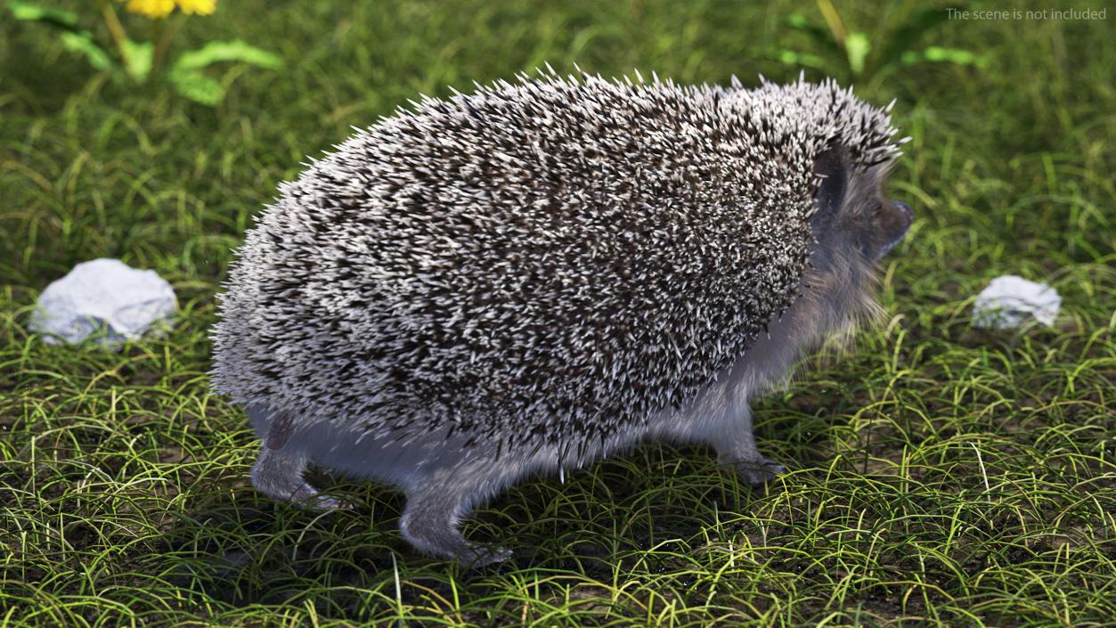 3D Hedgehog Black Fur model