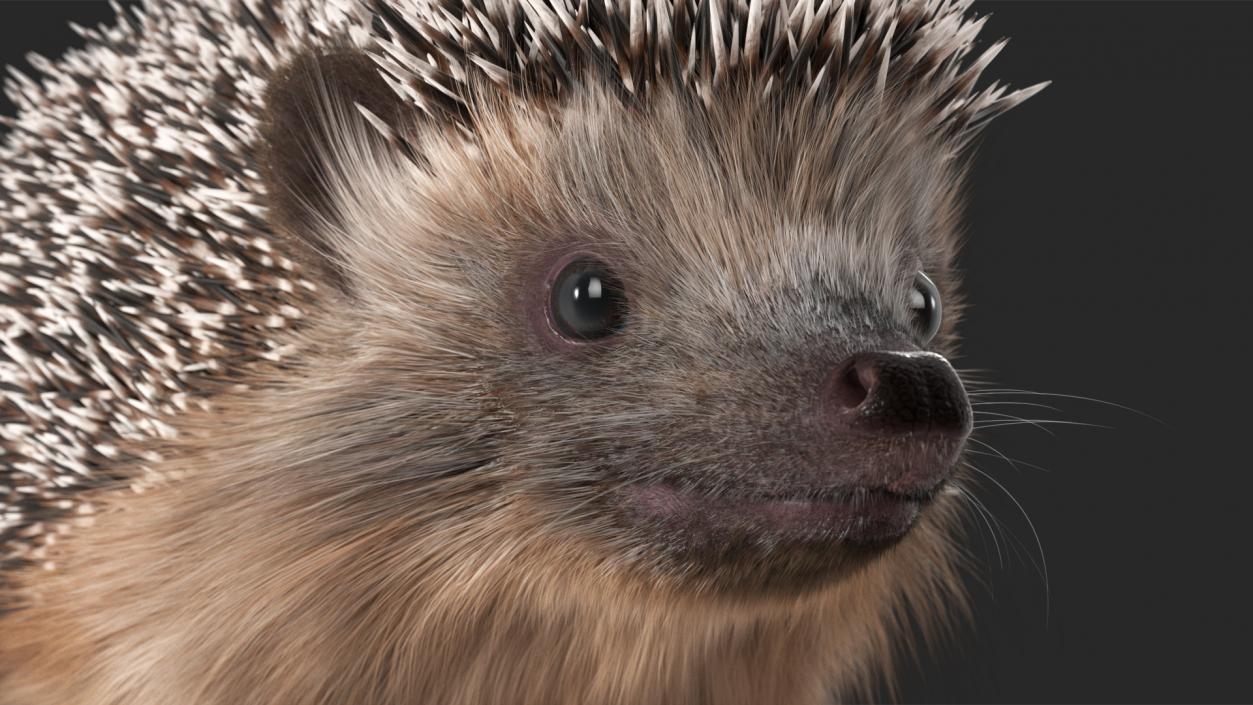 3D Hedgehog Black Fur model