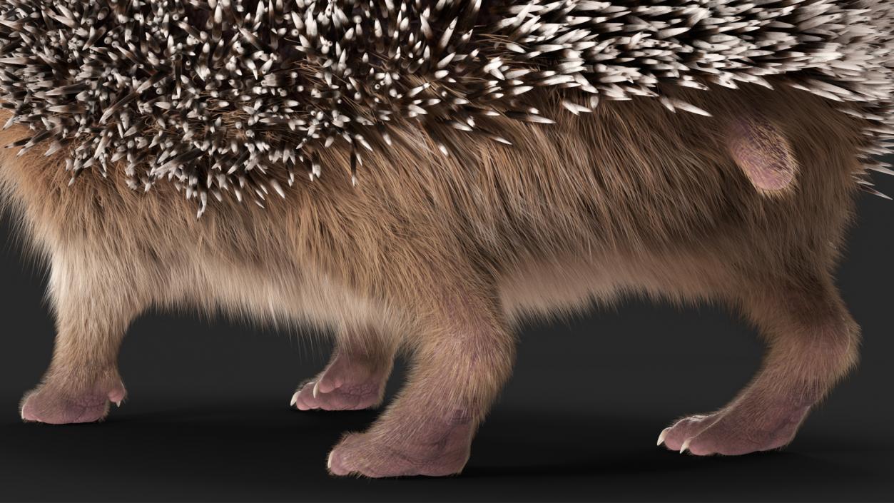 3D Hedgehog Black Fur model