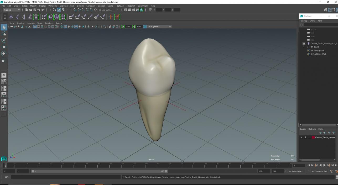 3D Canine Tooth Human model