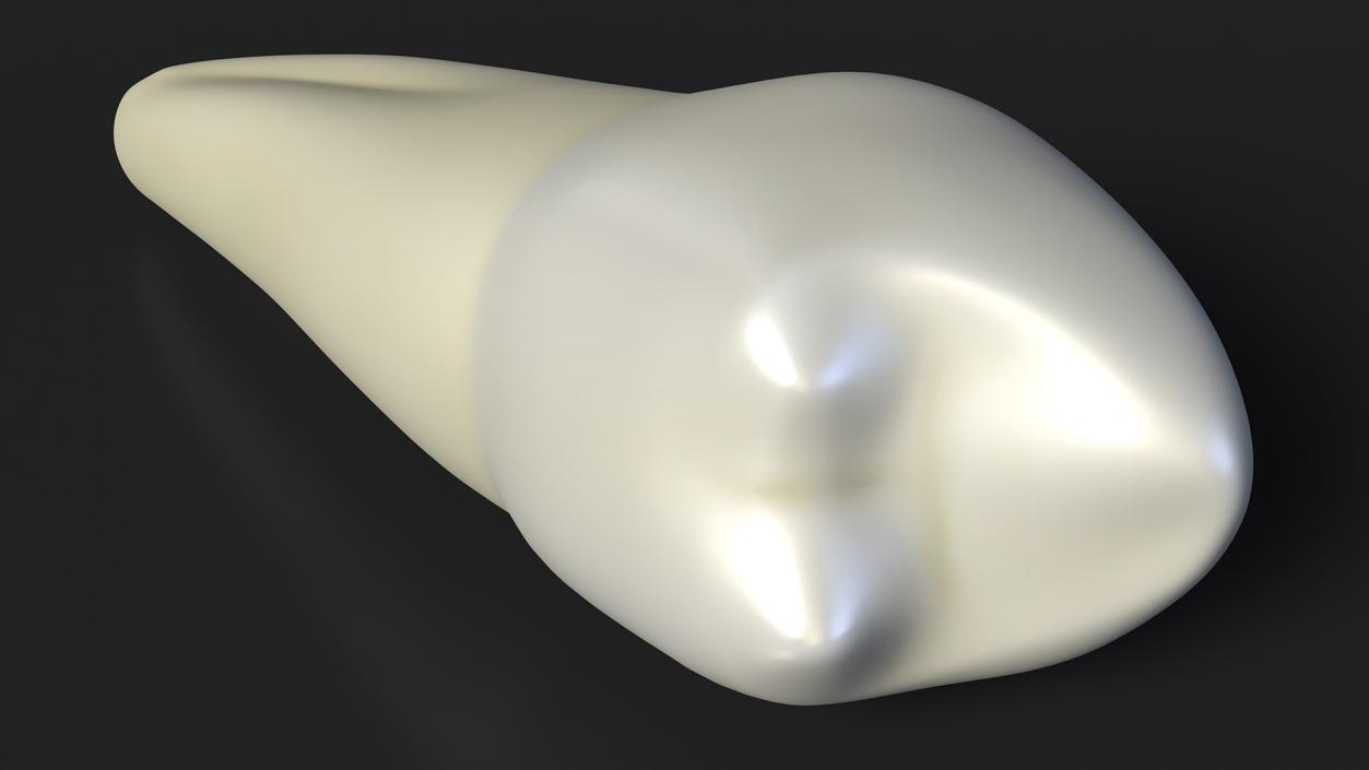 3D Canine Tooth Human model