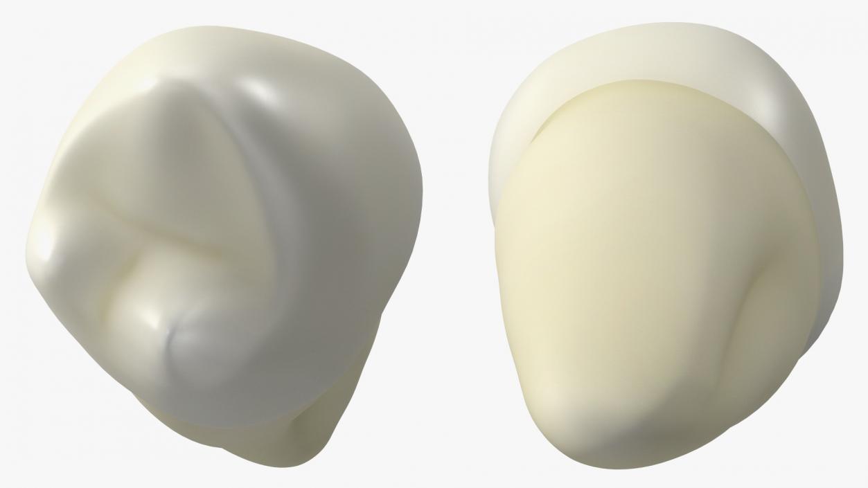 3D Canine Tooth Human model