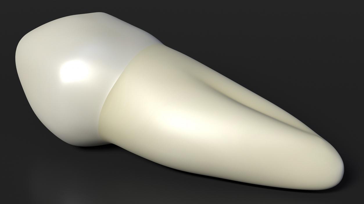 3D Canine Tooth Human model