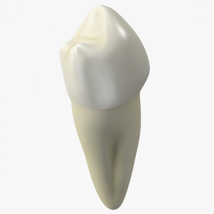 3D Canine Tooth Human model