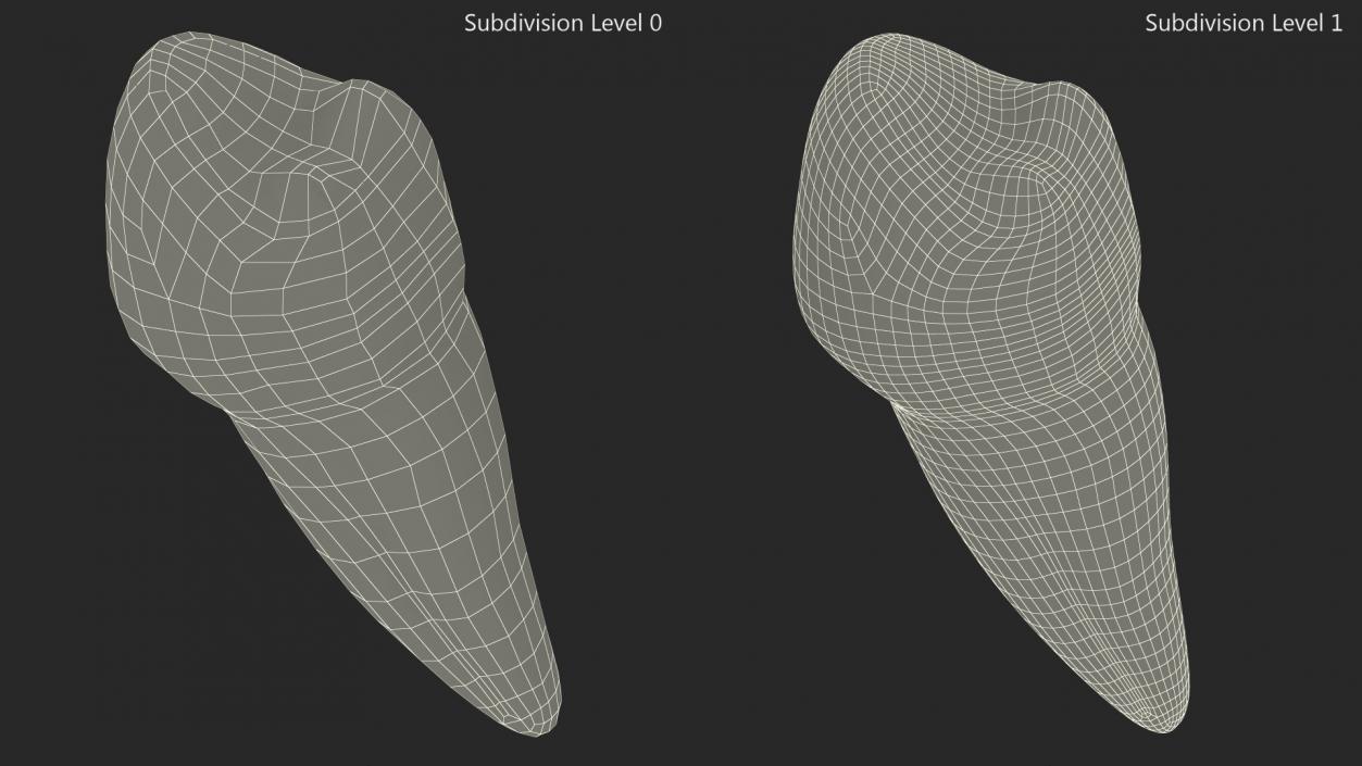 3D Canine Tooth Human model