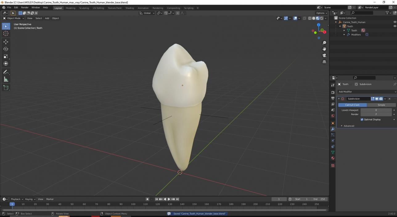 3D Canine Tooth Human model