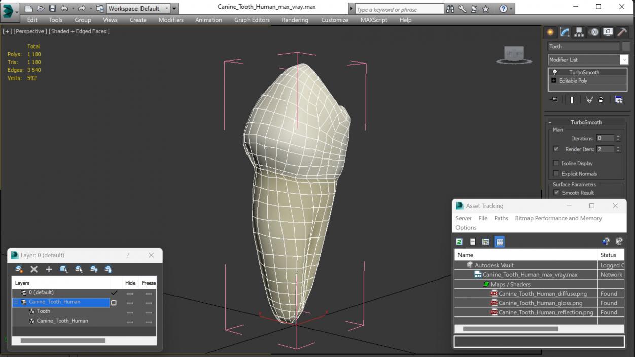 3D Canine Tooth Human model