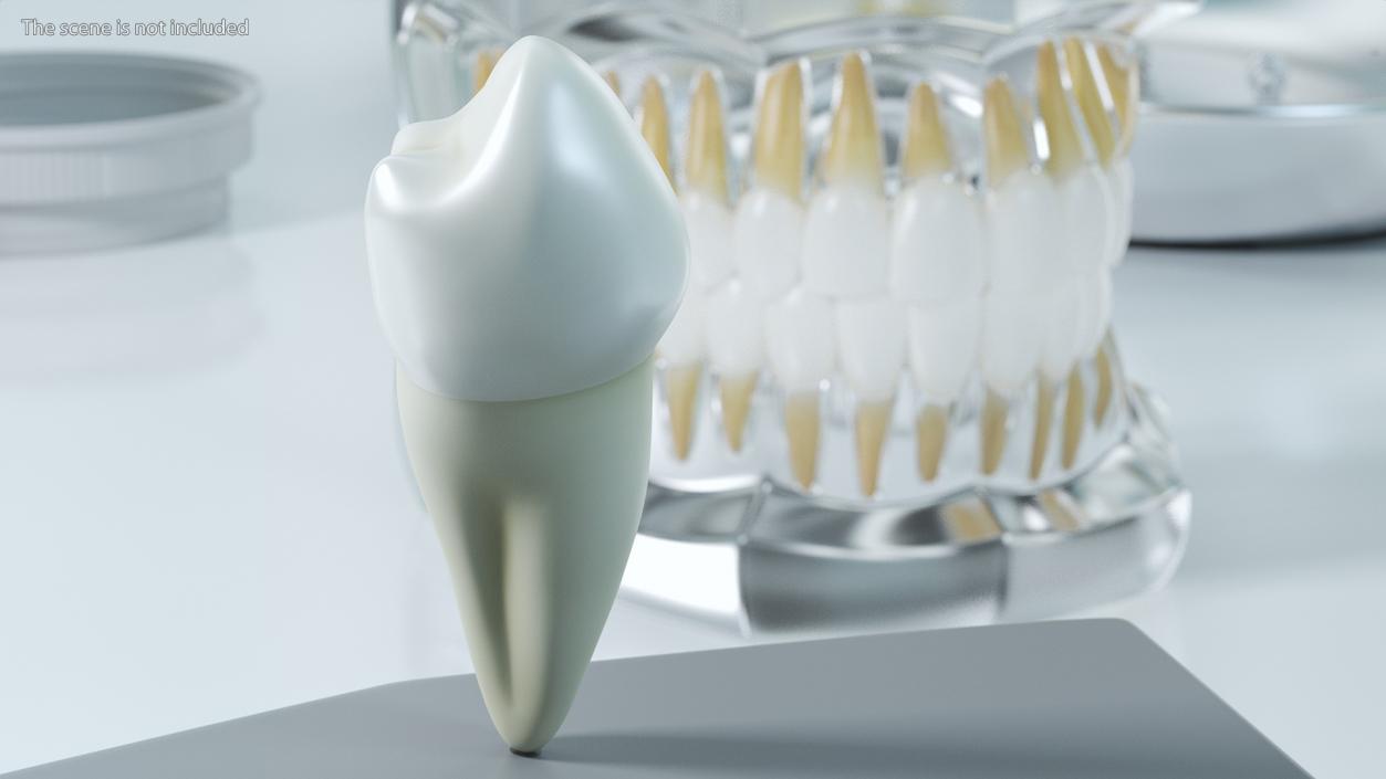 3D Canine Tooth Human model