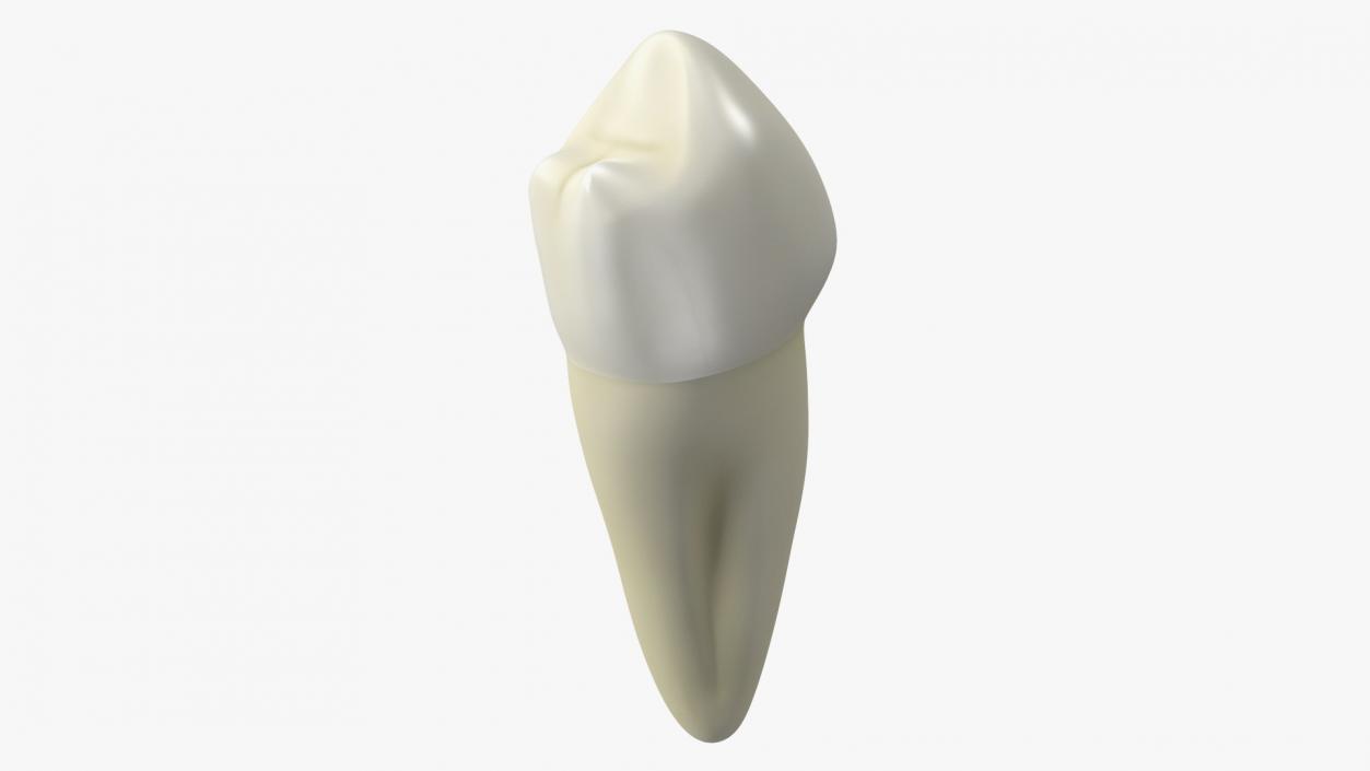 3D Canine Tooth Human model