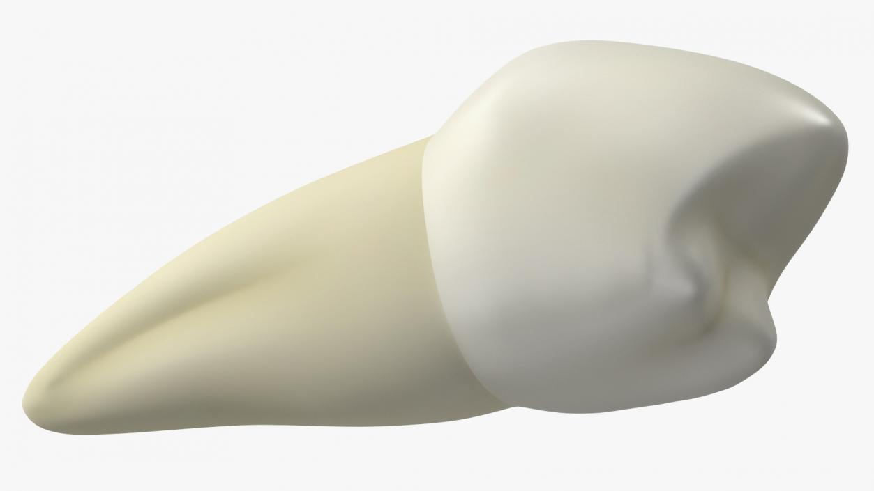 3D Canine Tooth Human model