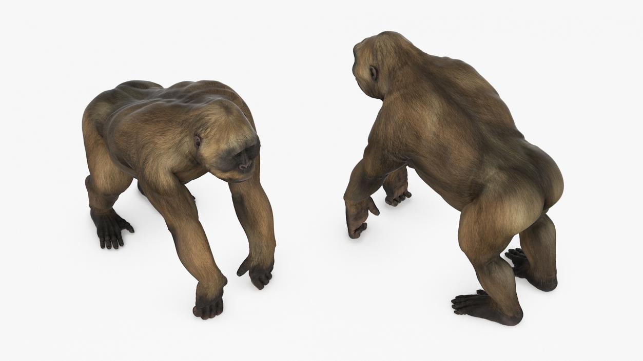 Big Ape Gigantopithecus Stands on Four Limbs 3D model