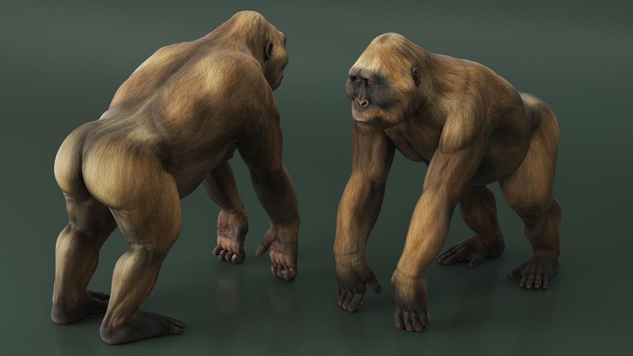 Big Ape Gigantopithecus Stands on Four Limbs 3D model