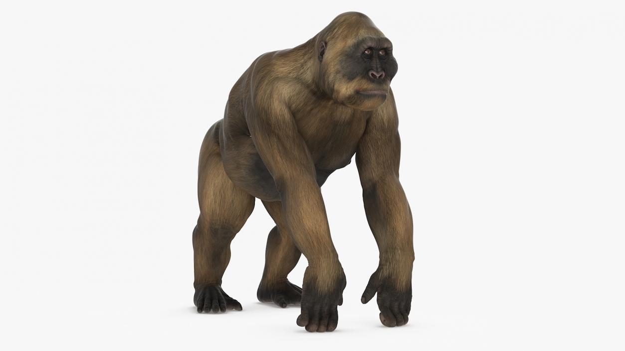 Big Ape Gigantopithecus Stands on Four Limbs 3D model