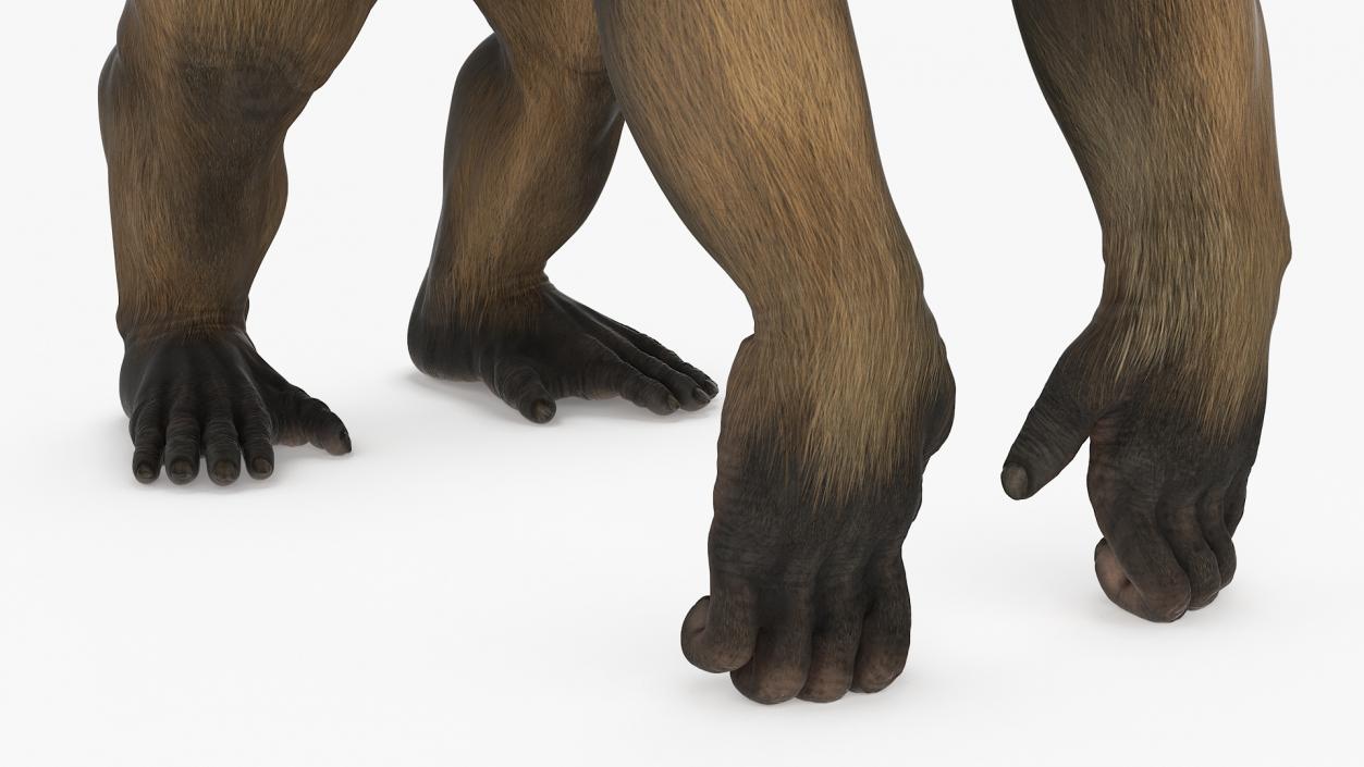 Big Ape Gigantopithecus Stands on Four Limbs 3D model