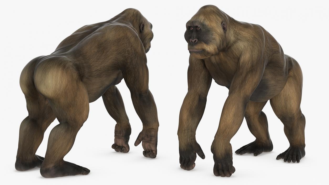 Big Ape Gigantopithecus Stands on Four Limbs 3D model