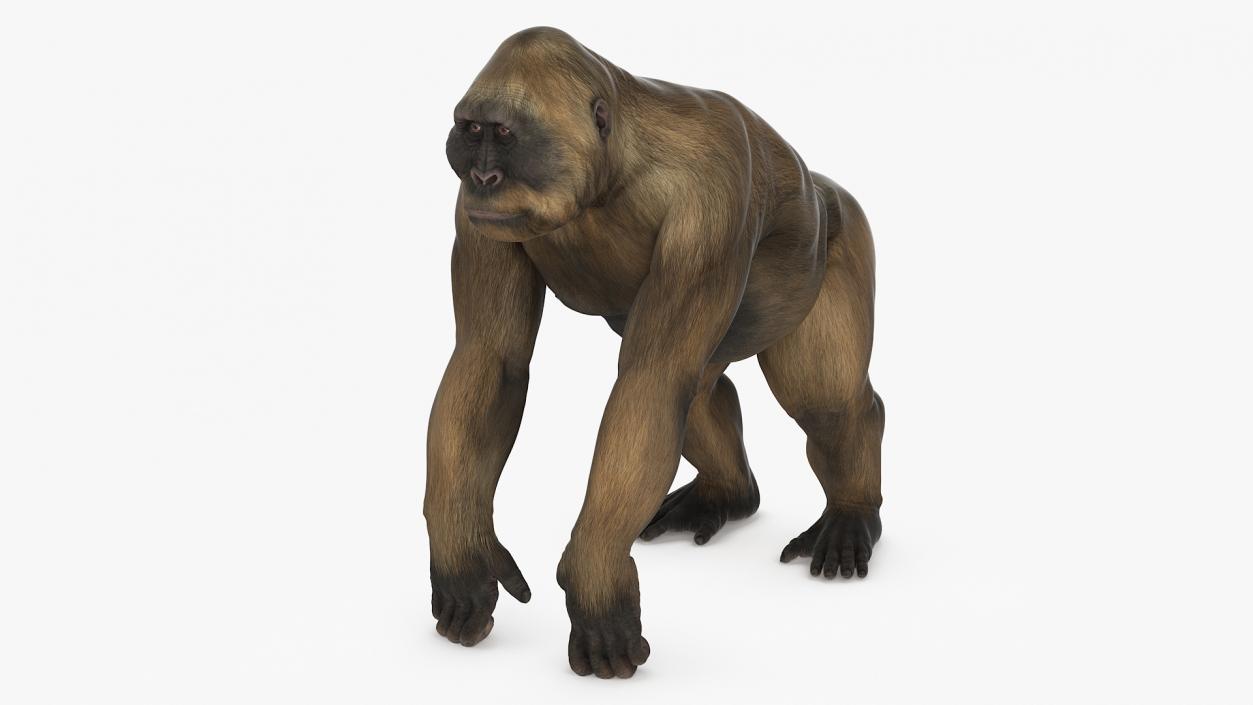 Big Ape Gigantopithecus Stands on Four Limbs 3D model