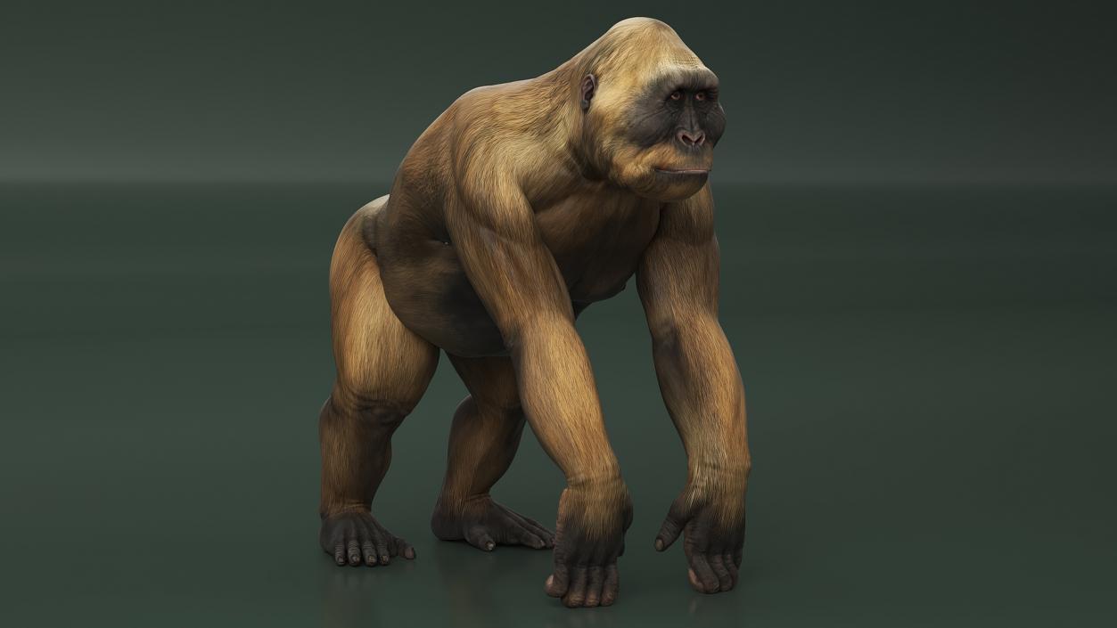 Big Ape Gigantopithecus Stands on Four Limbs 3D model