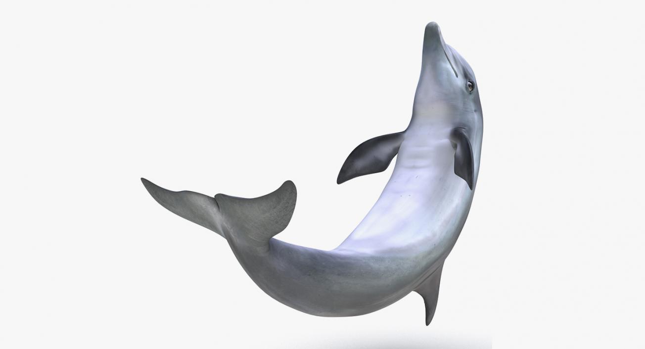 3D model Marine Mammals Collection