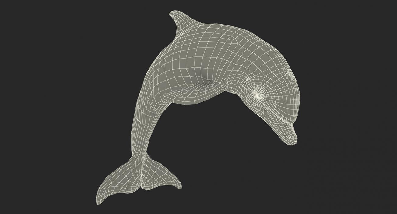 3D model Marine Mammals Collection