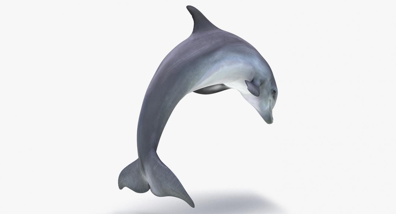 3D model Marine Mammals Collection