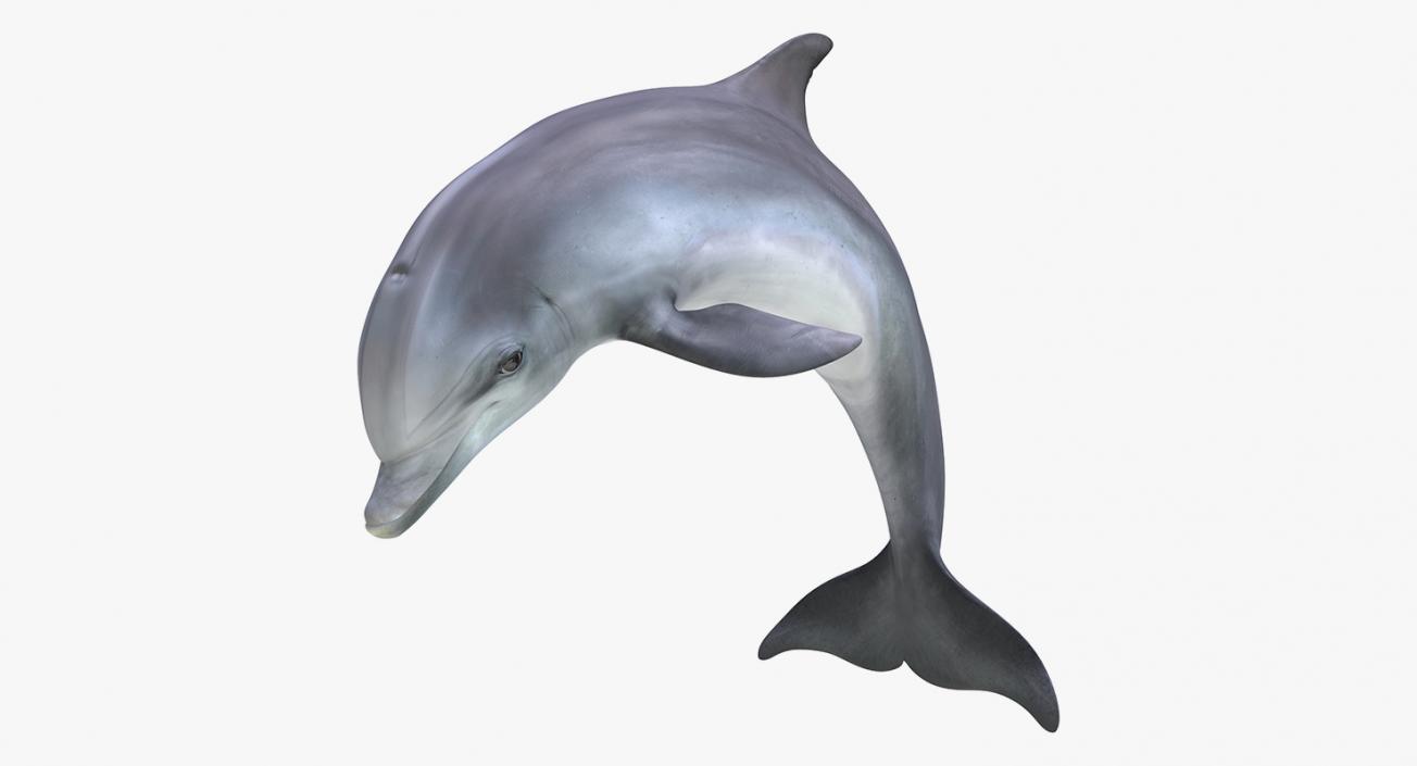 3D model Marine Mammals Collection