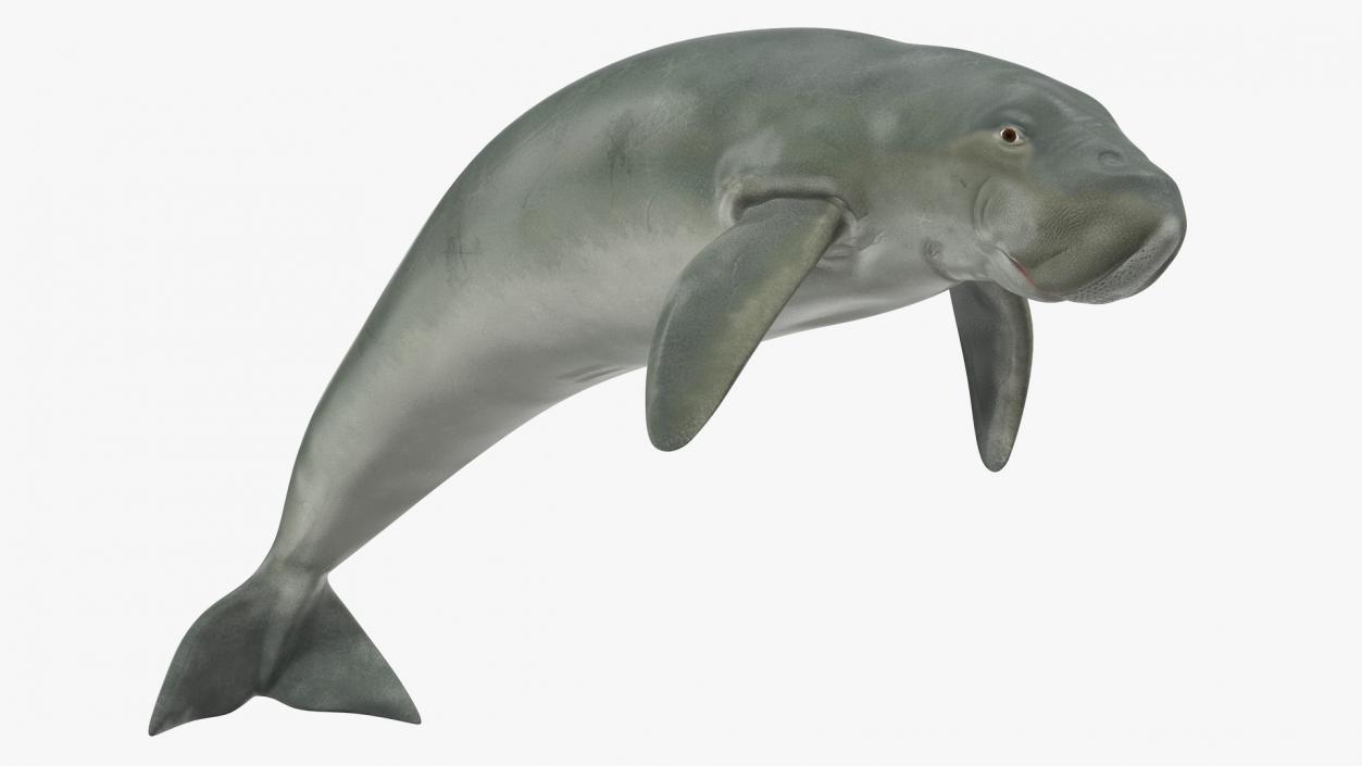 3D model Marine Mammals Collection