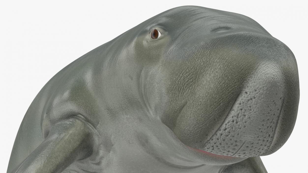 3D model Marine Mammals Collection